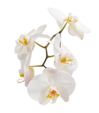 Beyaz falaenopsis orkidesi, beyaz arkaplanda izole edilmiş güve orkideleri, kırpma yolu ile