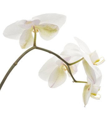 Beyaz falaenopsis orkidesi, beyaz arkaplanda izole edilmiş güve orkideleri, kırpma yolu ile