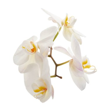Beyaz falaenopsis orkidesi, beyaz arkaplanda izole edilmiş güve orkideleri, kırpma yolu ile