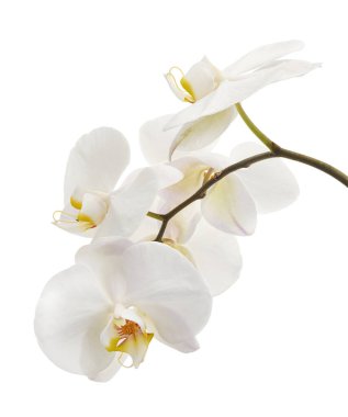 Beyaz falaenopsis orkidesi, beyaz arkaplanda izole edilmiş güve orkideleri, kırpma yolu ile