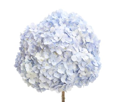 Ortanca çiçeği, ortanca makrofilla, beyaz arka planda izole edilmiş, kırpma yolu ile                               