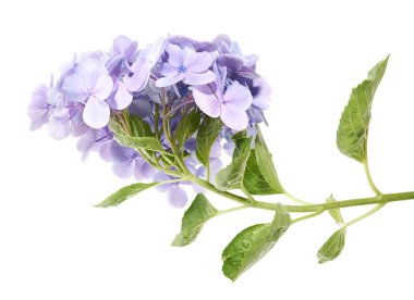 Ortanca çiçeği, ortanca makrofilla, beyaz arka planda izole edilmiş, kırpma yolu ile