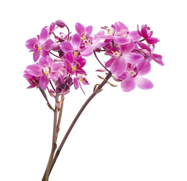 Yapraklı mor orkide, Filipin yer orkidesi, beyaz arka planda izole tropik çiçekler, kırpma yolu ile                           