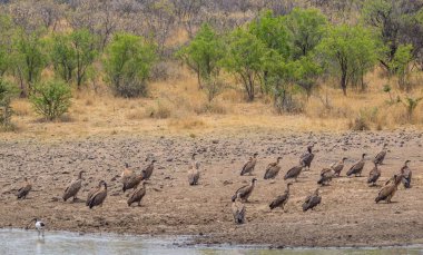 Akbabalar bir su birikintisinin Afrika vahşi görüntünün yatay biçimde kopya alanı ile kurutma yanındaki yere