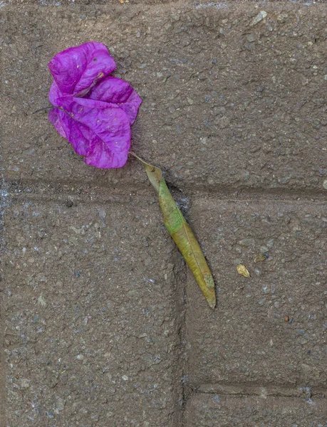 Dry leaves form a random arrangement on a concrete surface image with copy space