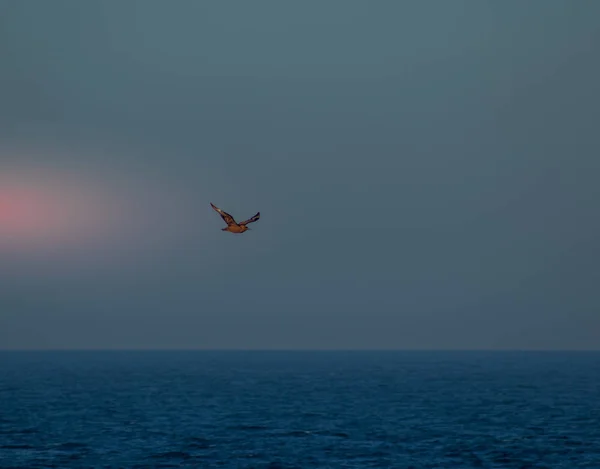 A lonely bird flies over the open ocean in a vast blue sky image for background use with copy space in landscape format