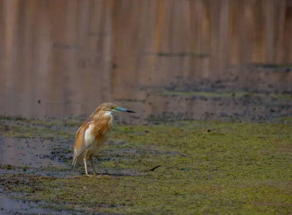 Природная Сцена Фонового Использования Птицей Стоящей Низкой Воде Виде Пруда — стоковое фото