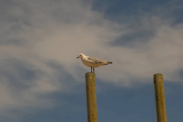 Одинокая Птица Сидящая Вершине Столба Изолированного Голубого Неба Изображением Белых — стоковое фото