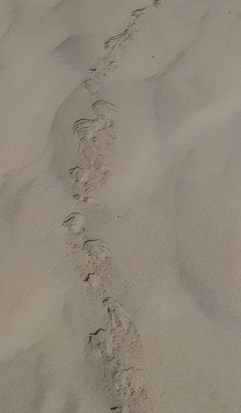 Bird tracks isolated in the soft sand of a dune image with copy space