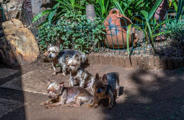 Chiens Domestiques Recherchent Endroit Ensoleillé Dans Jardin Sur Une Image — Photo