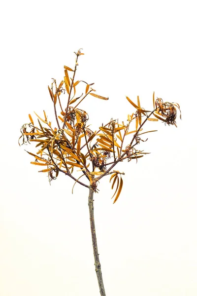Solmuş yapraklar natürmort beyaz arka plan resmi portre biçiminde kopya alanı ile izole ile Kuru dal