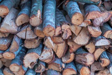 Kış için hazırlık kıyılmış ve yığın odun closeup görüntü