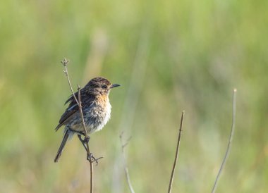 Kuru ot odak yeşil arka plan resmi kopya alanı ile yatay biçimde yetersiz karşı izole kadın taş kuşu kuş tünemiş