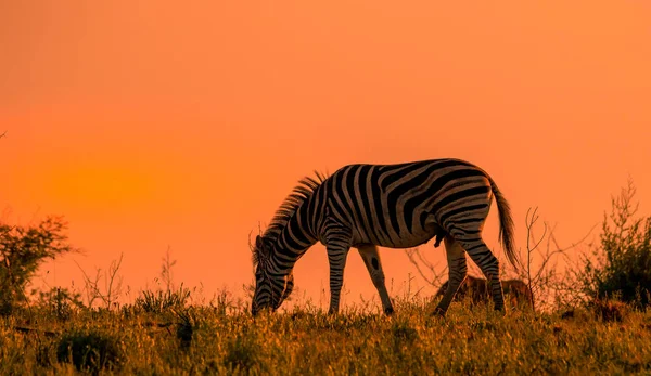 Férfi Burchell Zebra Táplálkozó Egy Elszigetelt Ellen Hajnal Fény Afrikai — Stock Fotó
