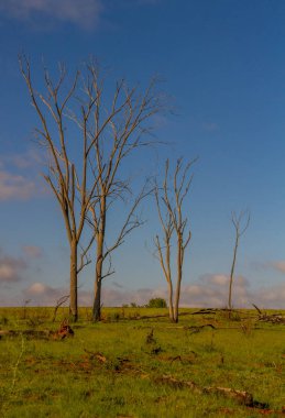 Ölü ağaç izole kopya alanı ile portre biçiminde bir yeşil alan resim mavi gökyüzünde karşı