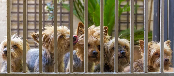 Pet dogs stand outside a security gate looking in image with copy space in landscape format