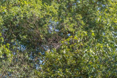 Yeşil açık ağaç bitki örtüsü için kopya alanı ile arka plan resmi kullan