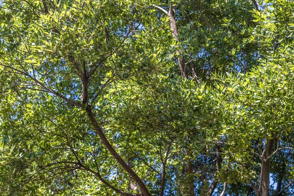 Yeşil Açık Ağaç Bitki Örtüsü Için Kopya Alanı Ile Arka — Stok fotoğraf