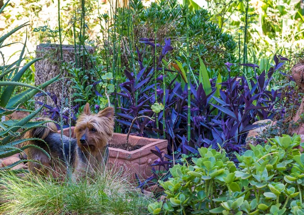 Small Dog Hides Amongst Plants Playing Game Garden Image Copy — Stock Photo, Image