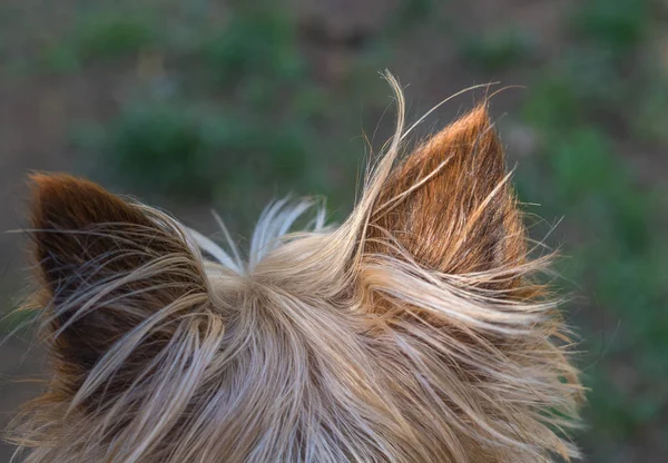 Αυτιά Του Άγρυπνου Σκυλιού Απομονωμένη Και Είδαν Πίσω Από Ζώο — Φωτογραφία Αρχείου