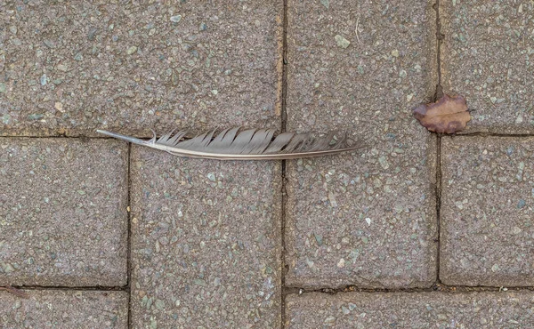 Una Pluma Gris Maltratada Una Hoja Otoño Marrón Sobre Una —  Fotos de Stock