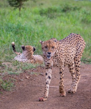 Şık bir genç erkek çita kopya alanı ile Afrika vahşi görüntüdeki kumlu bir yolda yürüyor