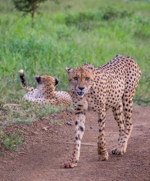 Şık bir genç erkek çita kopya alanı ile Afrika vahşi görüntüdeki kumlu bir yolda yürüyor