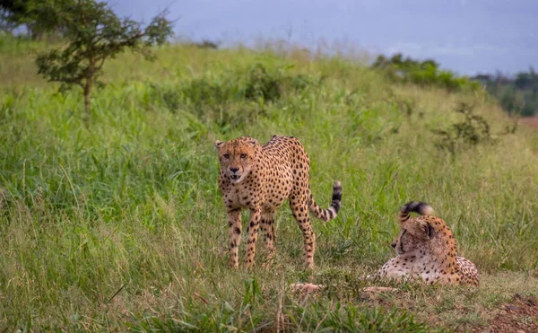 Twee Cheetahs Rugby Spelen Het Groene Gras Van Afrikaanse Wildernis — Stockfoto