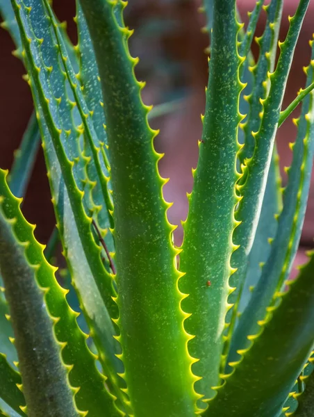 Natürliches Licht Scheint Auf Die Dornen Auf Einem Aloe Blatt — Stockfoto