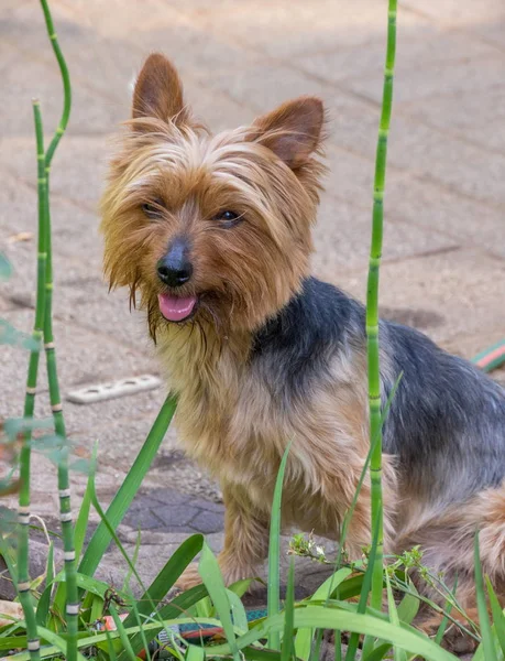 Petit Chien Couleur Noire Beige Avec Une Langue Rose Dans — Photo