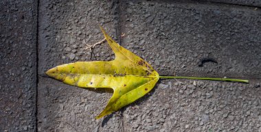 Sonbahar yaprak sert yüzey görüntüsüne kopya alanı ile bir ok şeklinde