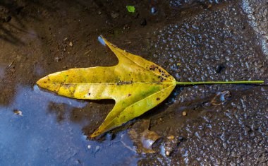 Sonbahar yaprak sert yüzey görüntüsüne kopya alanı ile bir ok şeklinde