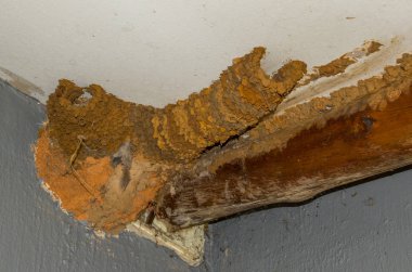 Manzara biçiminde kopya alanı ile iki girişi görüntüsüyle çamurdan inşa kuş yuva