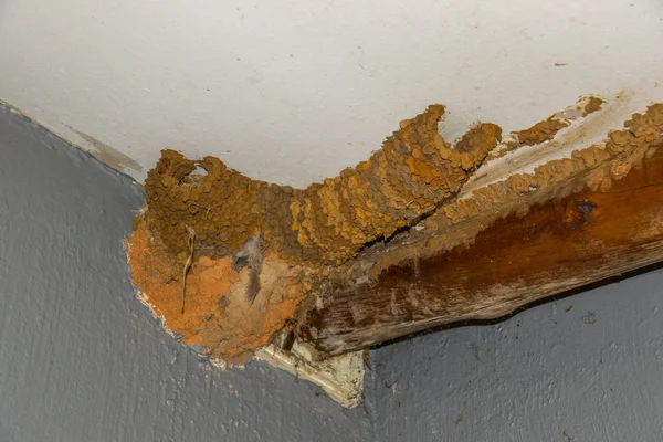 Manzara biçiminde kopya alanı ile iki girişi görüntüsüyle çamurdan inşa kuş yuva