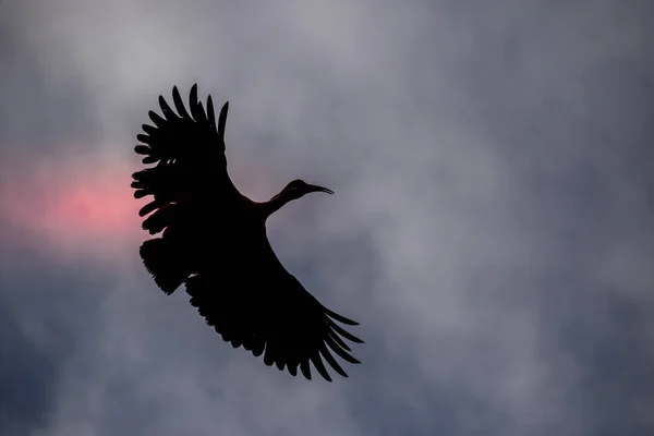 Grande Pássaro Silhueta Voo Isolado Contra Uma Imagem Céu Mal — Fotografia de Stock