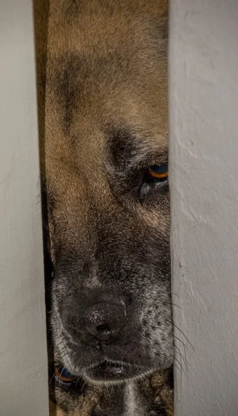Ein Hund Guckt Durch Eine Teilweise Geöffnete Tür Hausbild Hochformat — Stockfoto