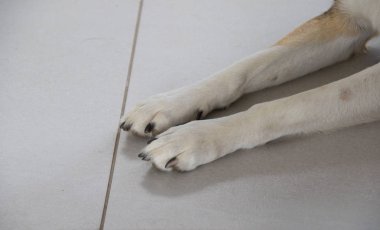 Ön bacaklar ve pençeleri üzerinde kopya alanı yatay biçimde kiremitli kat görüntüsüyle izole bir köpek