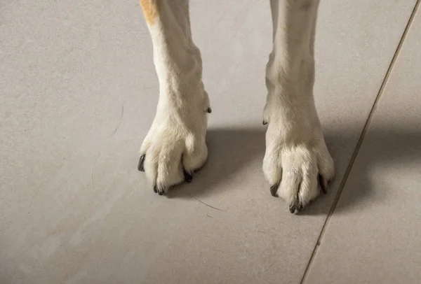 The front legs and paws of a dog isolated on a tiled floor image with copy space in landscape format