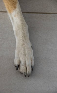 Ön bacak ve portre biçiminde kopya alanı ile gri kiremitli kat image izole yerli bir evcil köpek pençe