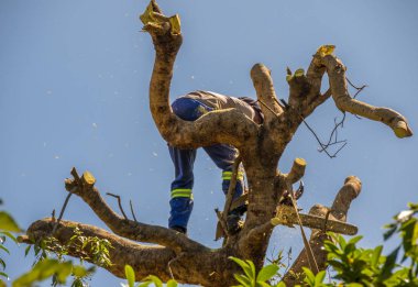 Johannesburg, Güney Afrika - Mart 21,2019: Mavi gökyüzü görüntü yatay biçimde kopya alanı ile karşı izole bir ağaç üstündeki tanımlanamayan oduncu çalışır