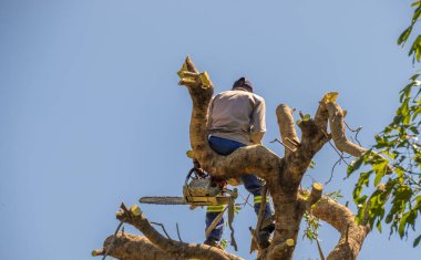 Johannesburg, Güney Afrika - Mart 21,2019: Mavi gökyüzü görüntü yatay biçimde kopya alanı ile karşı izole bir ağaç üstündeki tanımlanamayan oduncu çalışır