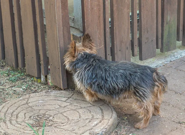 Pet Dog Standing Locked Out Wooden Fence Image Copy Space — Stock Photo, Image