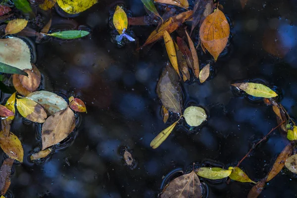 Folhas Outono Flutuam Superfície Uma Imagem Lagoa Para Uso Segundo — Fotografia de Stock