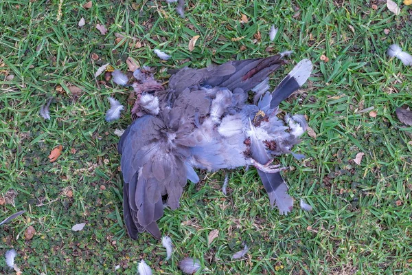 Pájaro Muerto Por Depredador Aislado Parche Verde Hierba Con Espacio —  Fotos de Stock