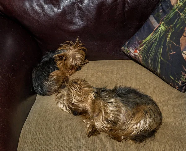 Deux Petits Chiens Compagnie Dormant Sur Canapé Intérieur Avec Espace — Photo