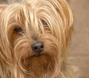 Peyzaj formatında kopya alanı ile bir Pet Köpek görüntü kırpılmış portre kapat
