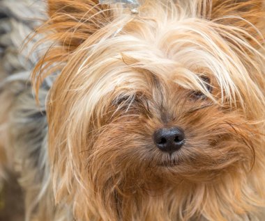 Peyzaj formatında kopya alanı ile bir Pet Köpek görüntü kırpılmış portre kapat