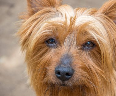 Peyzaj formatında kopya alanı ile bir Pet Köpek görüntü kırpılmış portre kapat