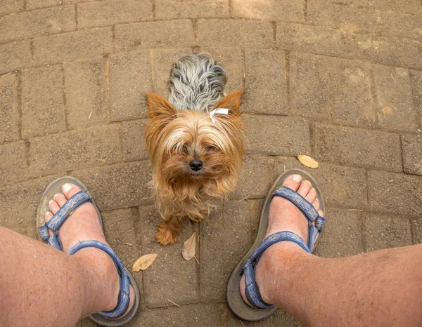 Small pet dog looking up at its owner begging to be picked up image with copy space in landscape format