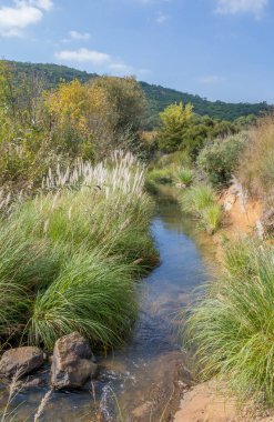 Bir dere, kayalar, uzun boylu çimenler, ağaçlar ve portre formatında kopya alanı ile mavi bir gökyüzü görüntüsü ile kırsal manzara
